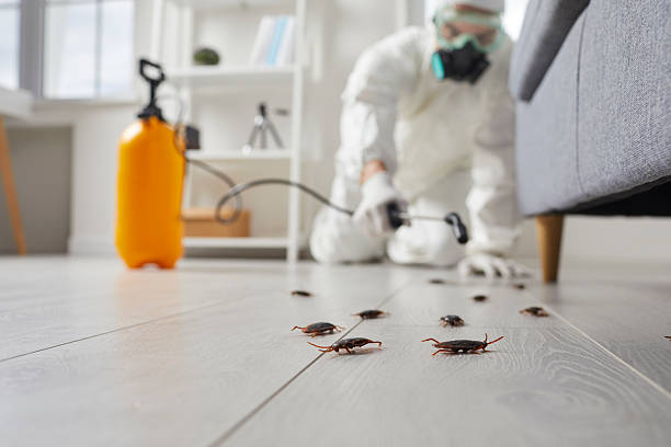 Commercial Kitchen Cockroach Control in Vandenberg Village